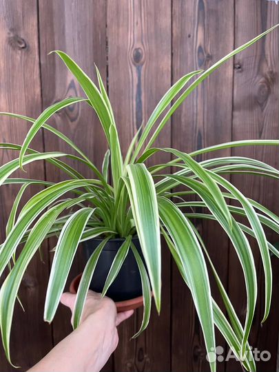 Хлорофитум