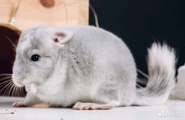 Шиншилла