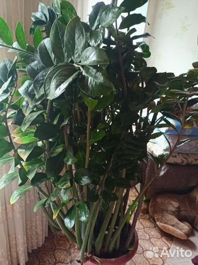 Замиокулькас