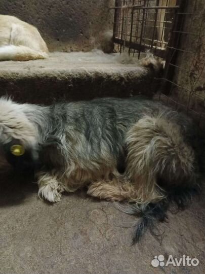 Маленькая собака