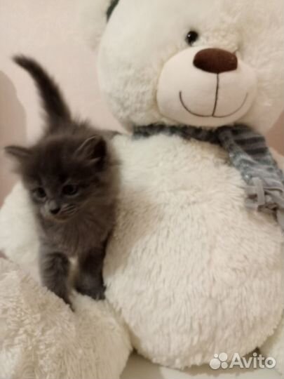 Котята в добрые руки бесплатно