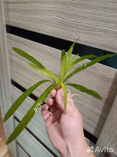 Аквариумное растение Эхинадорус Уругвайский