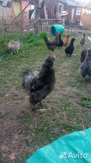 Китайские шелковые куры