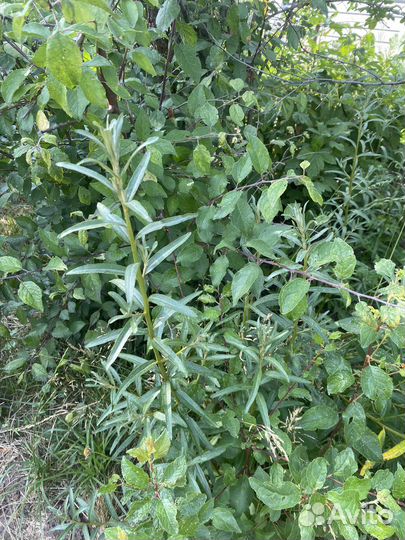 Саженцы облепихи и сливы