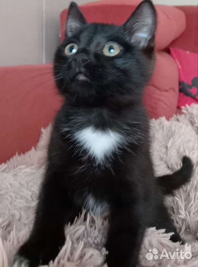 Девочка в добрые руки