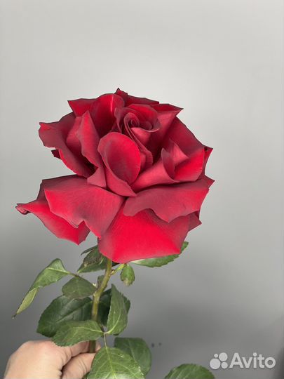 Роза Софи Лорен красная