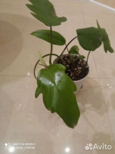 Филодендрон гитаровидный