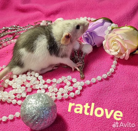 Крысята дамбо мальчик редкого окраса