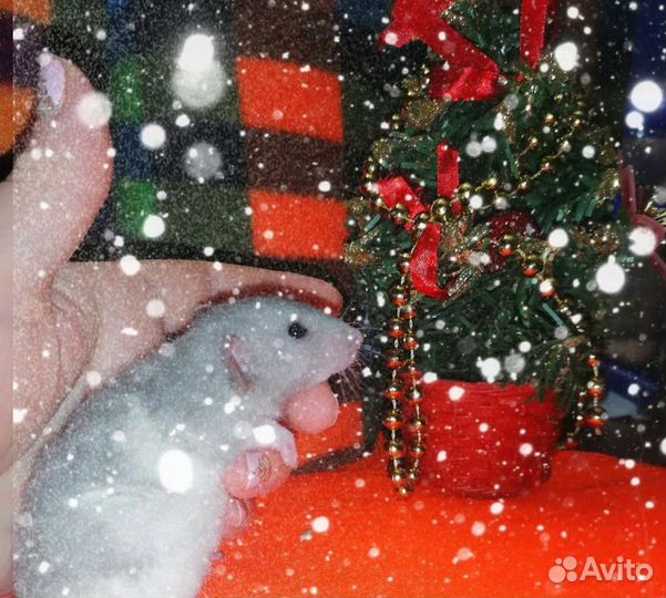 Крыса Дамбо Клетка Набор Крысята