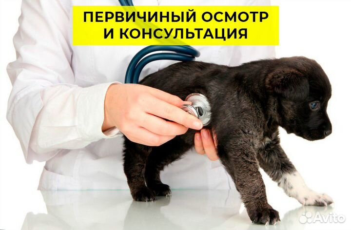 Ветеринар. Срочный выезд на дом. Круглосуточно