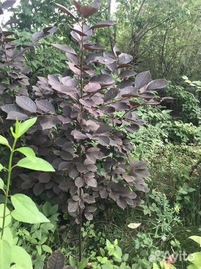 Черемуха вергинская