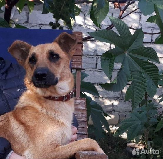 Собака-улыбака