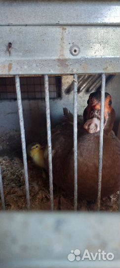 Мускусные утки лаванда