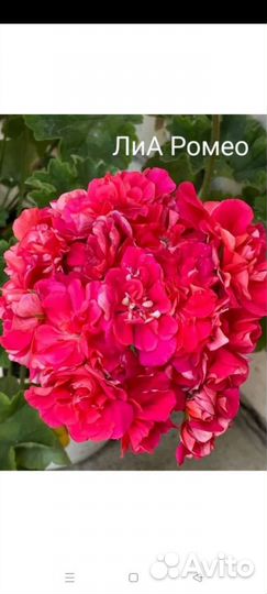 Пеларгония Лиа Ромео куст