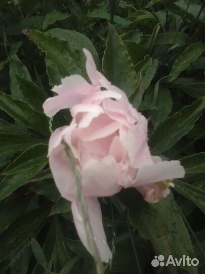 Срезка пионов