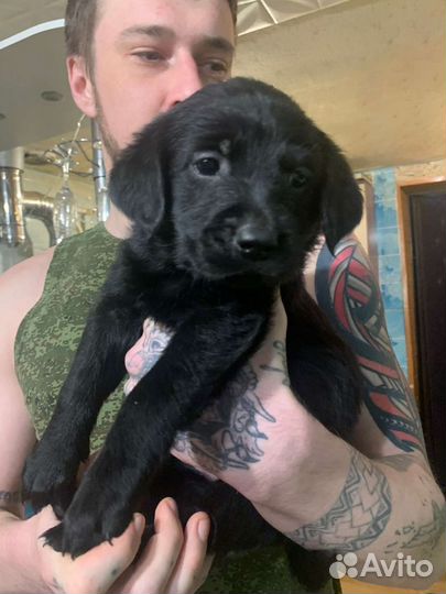 Щенки лабрадора