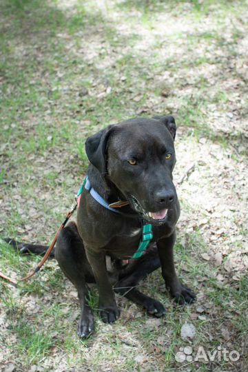 Питбуль в добрые руки бесплатно