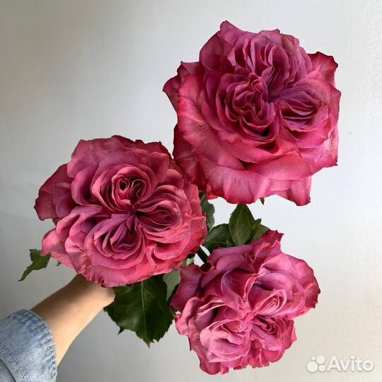 Роза пионовидная