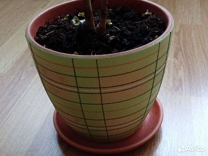 Фикус кучерявый