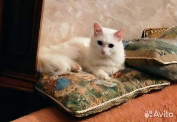 Котик 1,2 г метис британки и ангорского кота