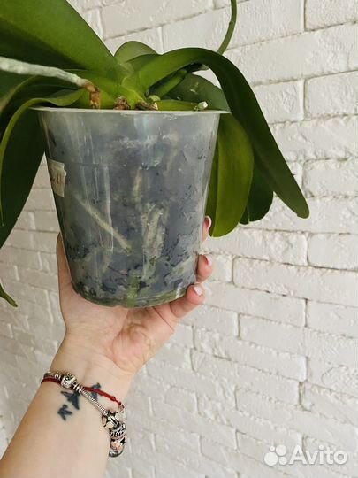 Орхидея фаленопсис