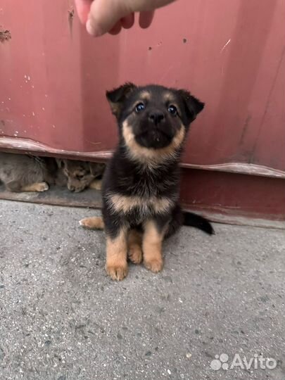 Щенок в добрые руки