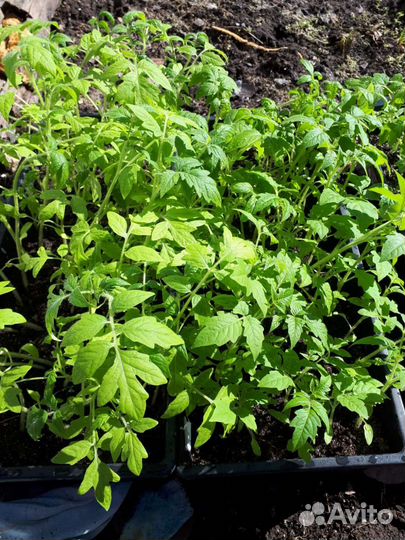 Рассада помидор и перцев Авиастроительный район