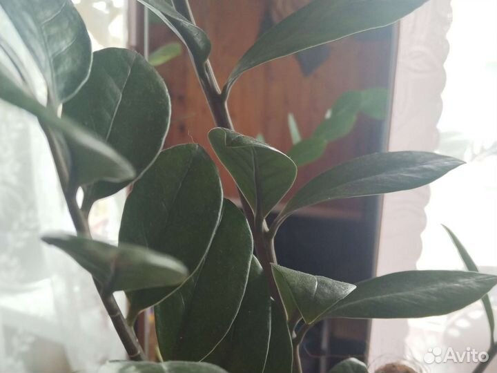 Замиокулькас