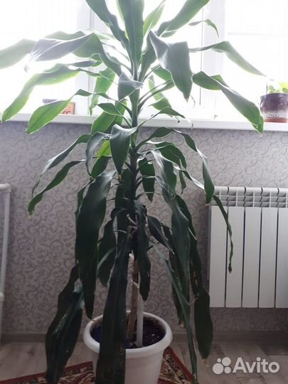 Драцена фрагранс Голден Кост