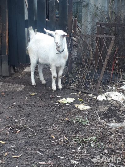 Молодой козлик