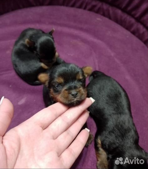 Йоркширский терьер мини щенки