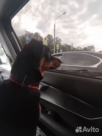 Филимон ищет дом