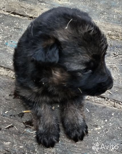 Чистокровные щенки немецкой овчарки