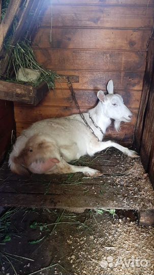 Козел альпийский