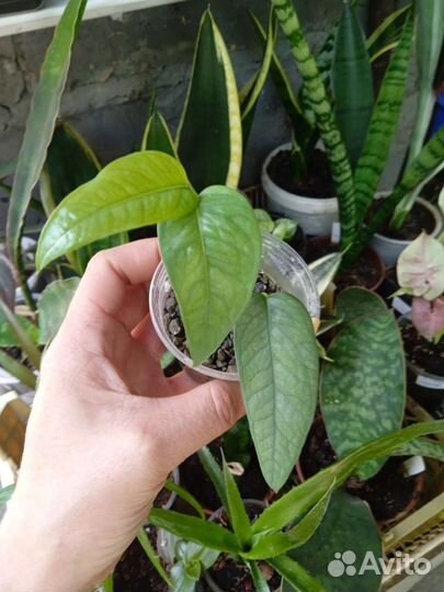 Филодендроны, сциндапсусы и сингониумы