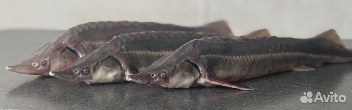 Форель, морепродукты