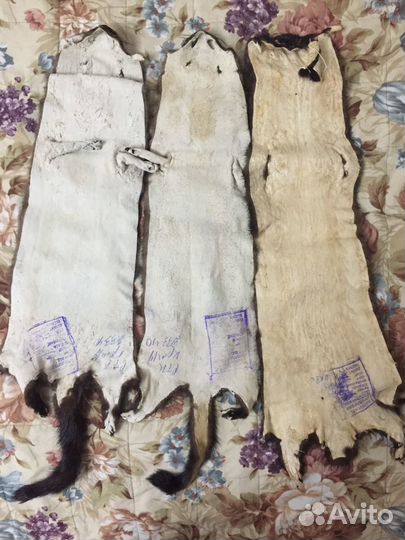 Шкуры норки