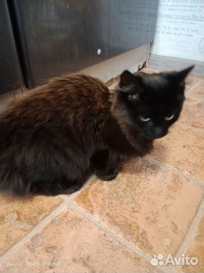 Котенок в дар