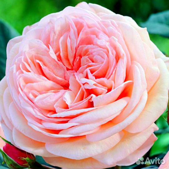 Роза Шато Барбероллес