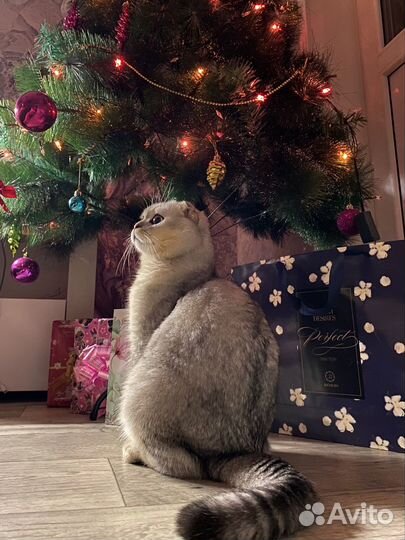 Шотландский кот на вязку