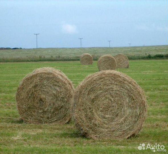 Продам сено в рулонах