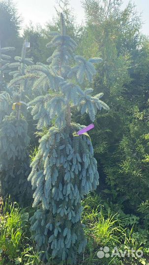 Ель-Пихта-Сосна