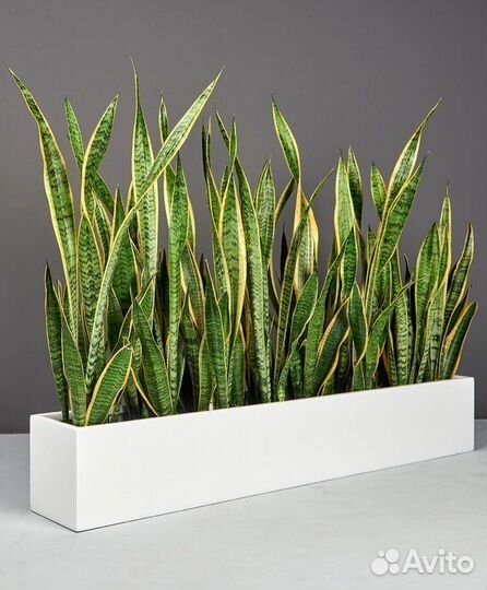 Вазоны для цветов