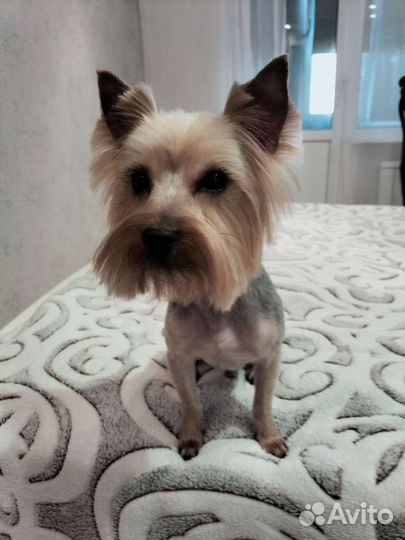 Вязка Йорк мальчик (не развязан)