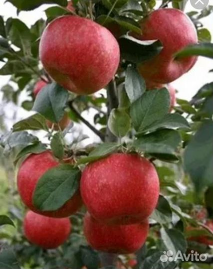 Саженец яблони Хоней Крипс