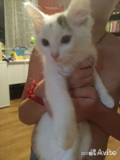 Котёнок-умник