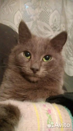 Шикарный мальчик - подросток