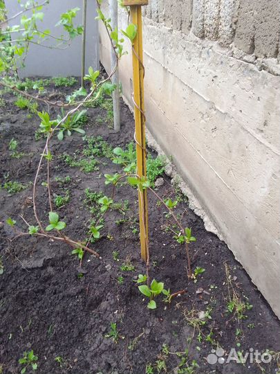 Лимонник, элеутерококк