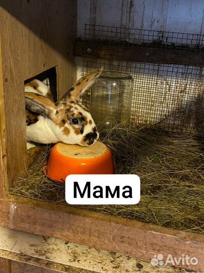 Кролики породы рекс