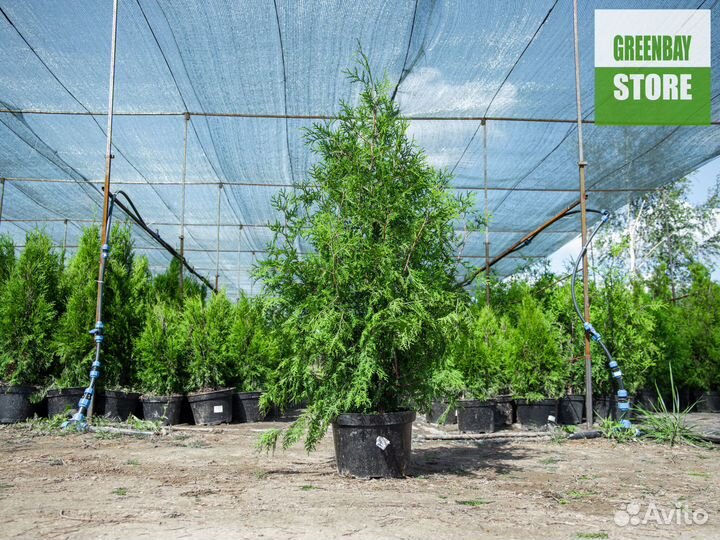 Туи брабант 1,2 м свежая копка 2023